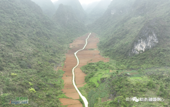 靖西地州：连片种植“佛手瓜” 增收致富添新路 - 靖西网