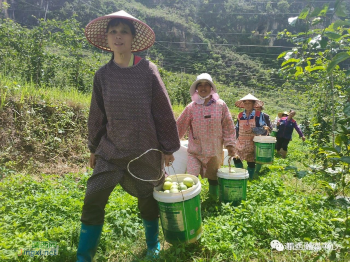 靖西市果乐乡：百香果喜迎丰收 群众增收干劲足 - 靖西网