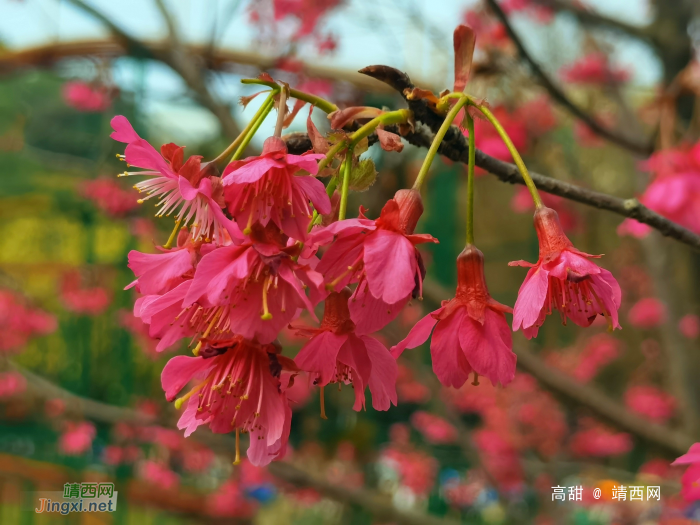 樱花树下的约定 - 靖西网