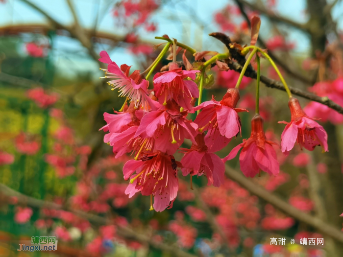 樱花树下的约定 - 靖西网