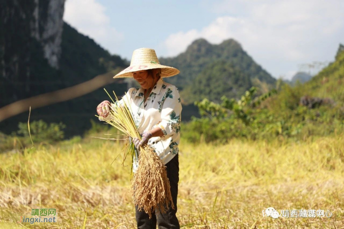 靖西大香糯：一“糯”千金 ！ “晾”出产业特色增收路 - 靖西网