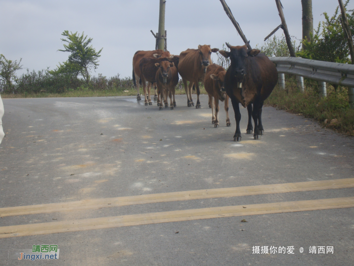 我们一起去牛头岭看风车吧 - 靖西网 - 第7页