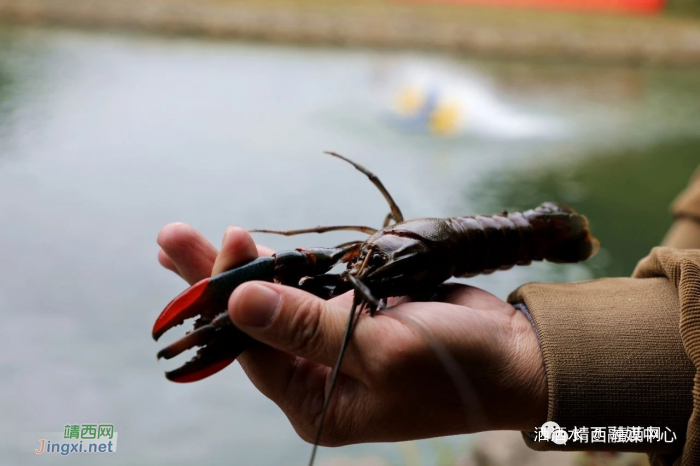 靖西：澳洲淡水龙虾翩然来“居” - 靖西网
