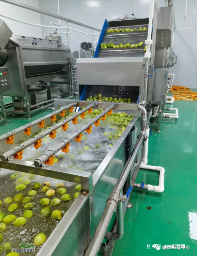 靖西：果粮轮种强产业，“小小金果”促增收 - 靖西网