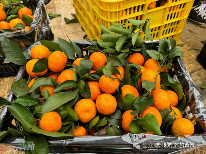 靖西市渠洋镇：大“橘”大利迎丰收，新春甜蜜上市 - 靖西网