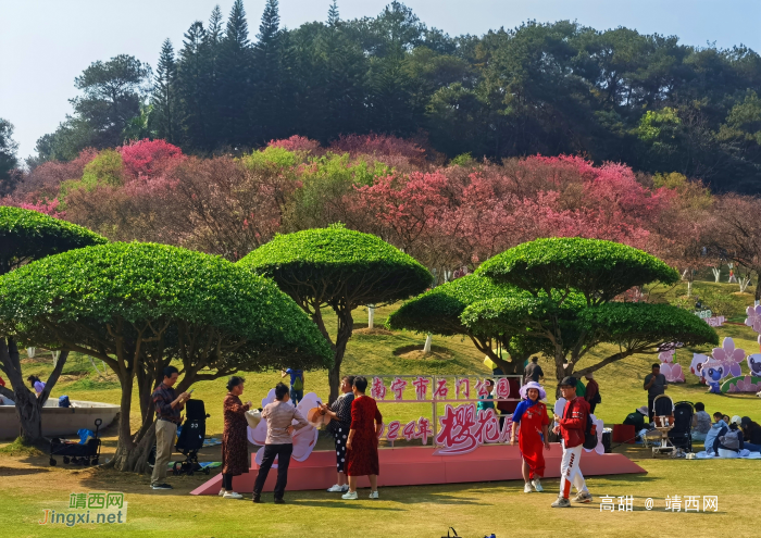 2024约在南宁石门公园樱花节 - 靖西网