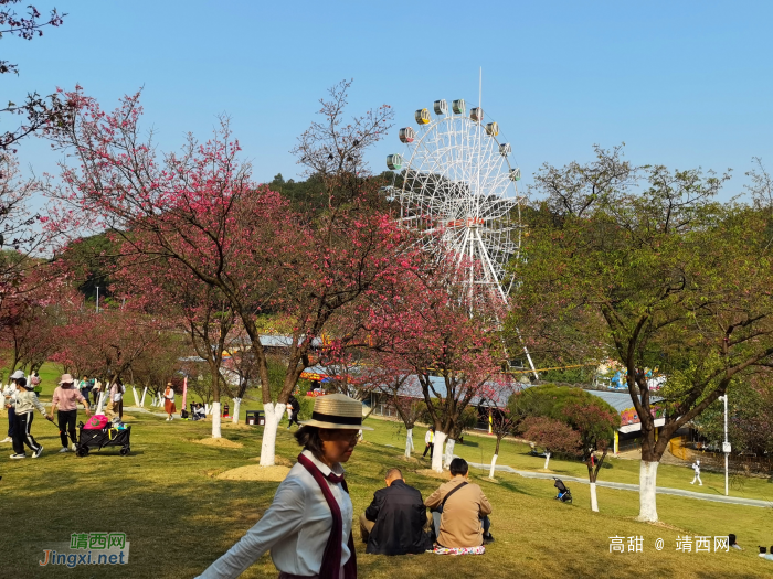 2024约在南宁石门公园樱花节 - 靖西网
