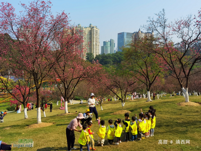 2024约在南宁石门公园樱花节 - 靖西网