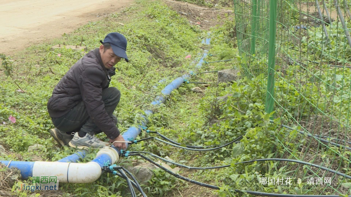 龙邦镇那坡村：百香果套种油菜 盘活土地助增收 - 靖西网