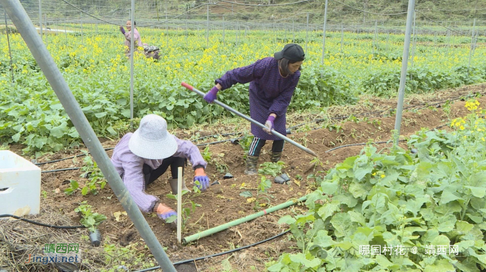 龙邦镇那坡村：百香果套种油菜 盘活土地助增收 - 靖西网