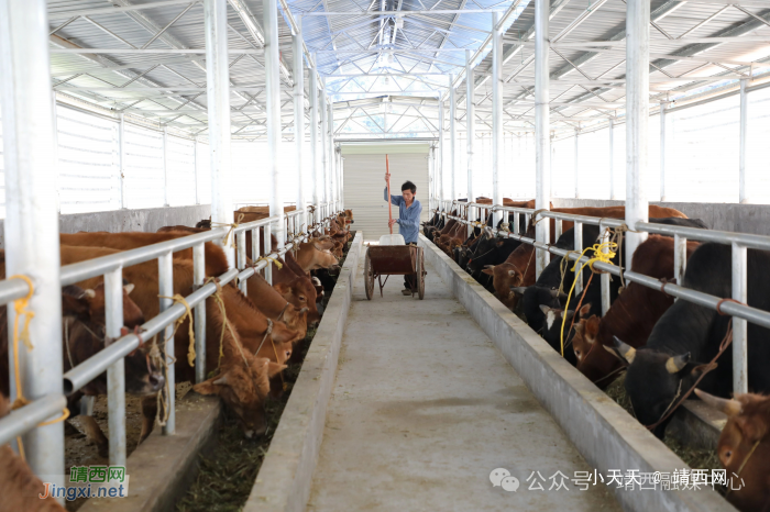 吞盘乡：发展养牛产业 壮大村集体经济 - 靖西网