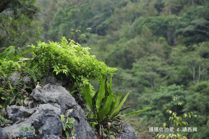 同德乌鸦山前传 - 靖西网