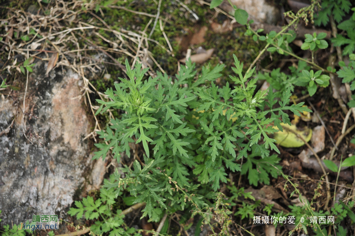 同德乌鸦山前传 - 靖西网