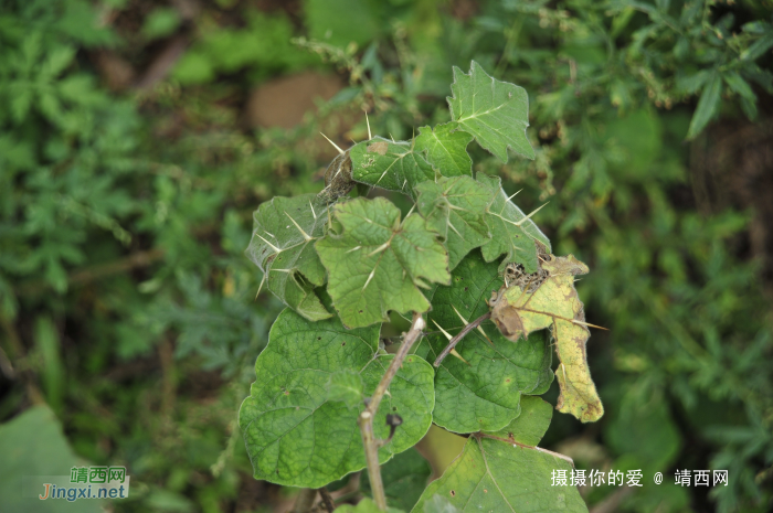 同德乌鸦山前传 - 靖西网