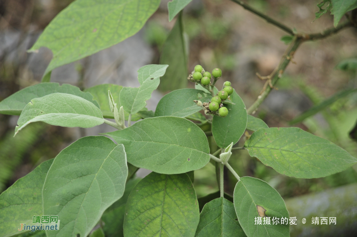 同德乌鸦山前传 - 靖西网 - 第2页