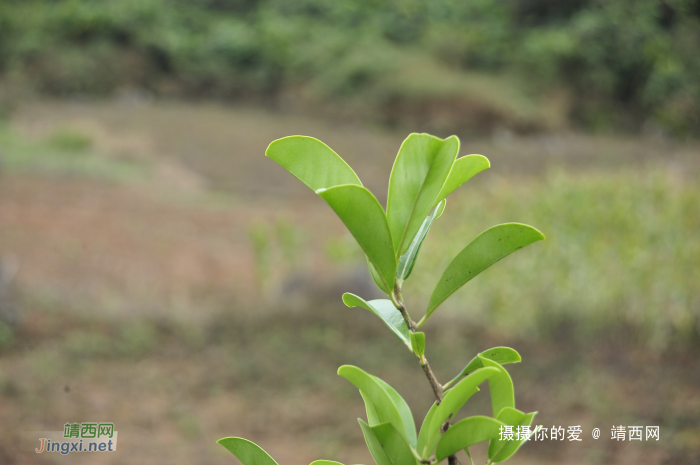 同德乌鸦山前传 - 靖西网 - 第2页