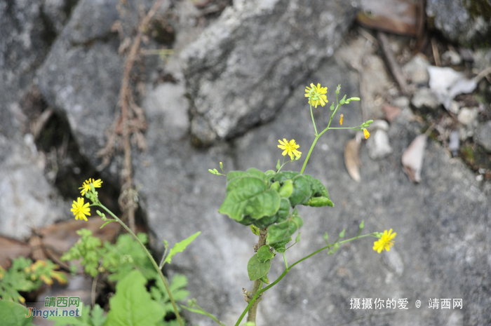 同德乌鸦山前传 - 靖西网