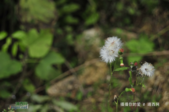 同德乌鸦山前传 - 靖西网 - 第2页