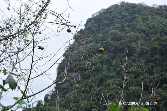 同德乌鸦山前传 - 靖西网 - 第2页