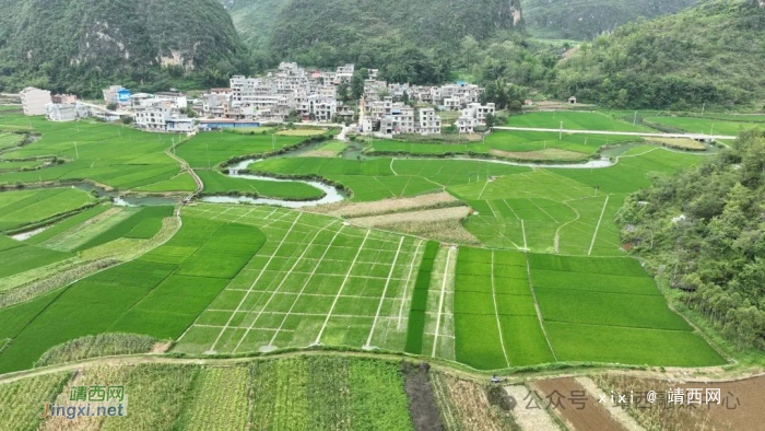 【乡村振兴】魁圩乡平巷村：探索一田多收新“稻”路 万尾鱼苗入秧田 - 靖西网