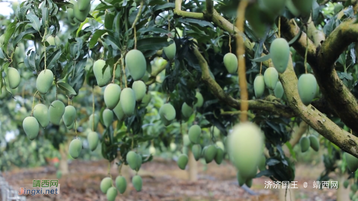 百色芒果香飘湾区！第二届“深圳百色芒果节”开幕 - 靖西网