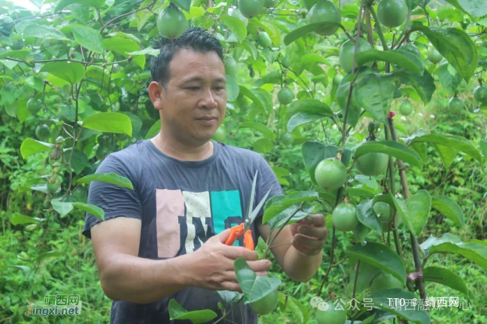 “土专家”托起增收梦——记靖西市岳圩镇怀光村村民委员会副主任陆世保 - 靖西网