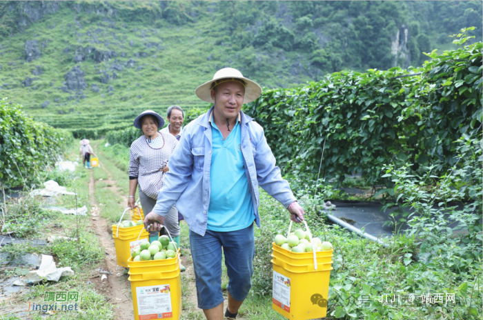 靖西：一株百香果 一份甜蜜的事业 - 靖西网