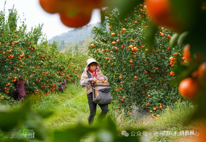 龙光乡：田园采摘撬动农旅融合 休闲农业促乡村振兴 - 靖西网