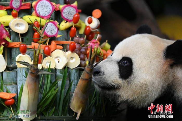 全球唯一大熊猫三胞胎迎六周岁生日 - 靖西网