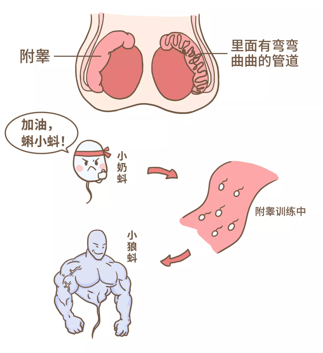 结扎后，精子都去哪了？ - 靖西网