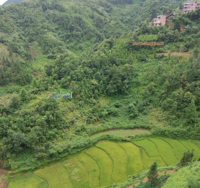 这里风景好，住在这里长命好多年 - 靖西市·靖西网