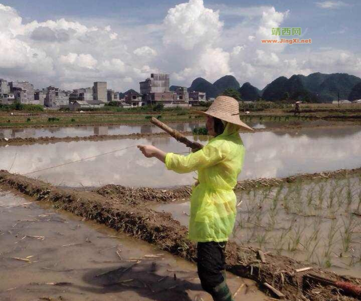 这样的场景，一年比一年少了 - 靖西市·靖西网