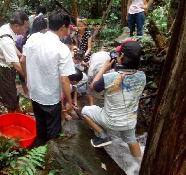 大王岭娃娃鱼专题拍摄 - 靖西市·靖西网