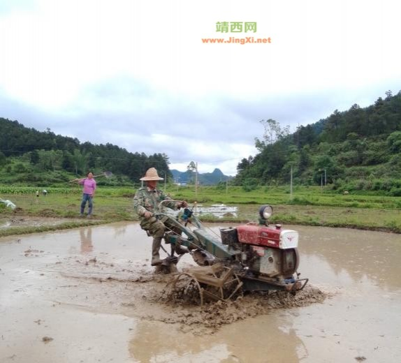 寂寞的农忙 - 靖西市·靖西网