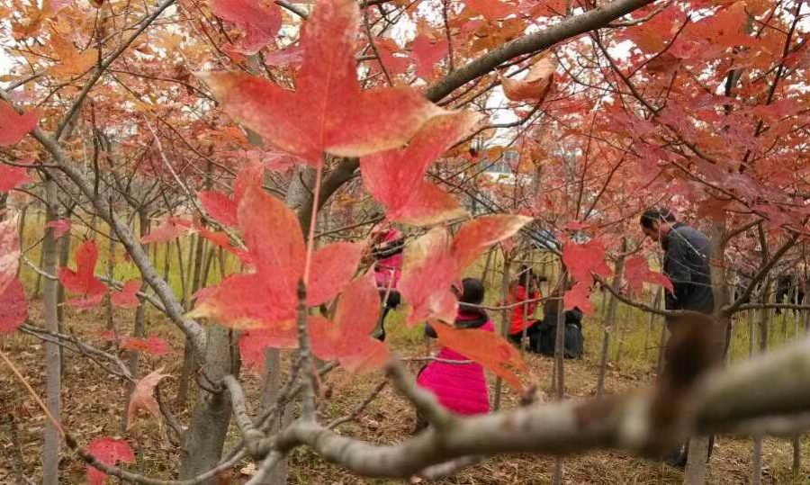 周末德保看红枫叶，让你置身画境之中 - 靖西市·靖西网