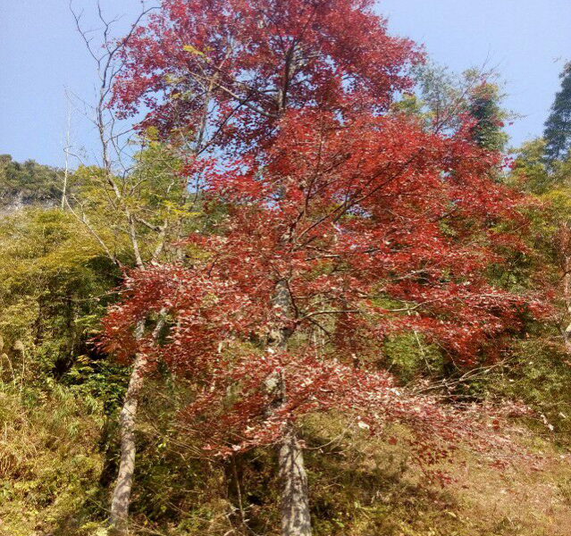 靖西的红枫叶就在路边人人可观赏堪比德保 - 靖西市·靖西网