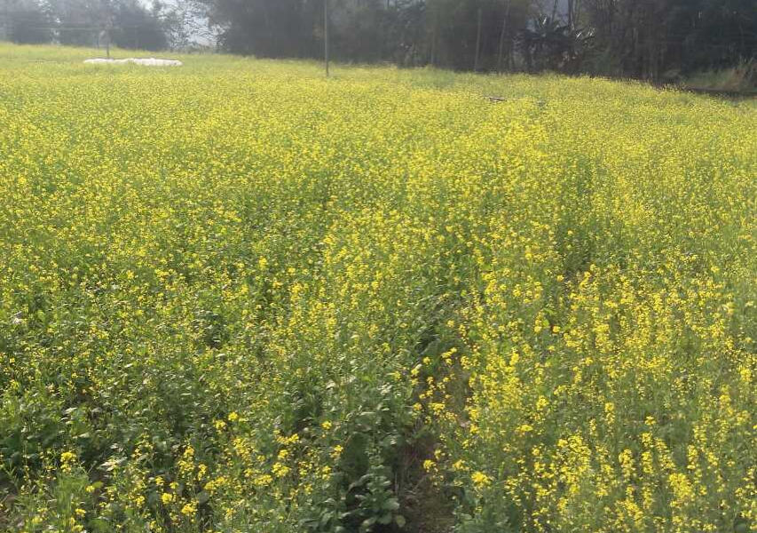 岳圩的油菜花开，何必要去到云南看油菜花开 - 靖西市·靖西网