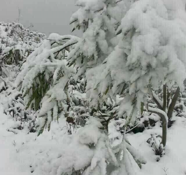 今天隆林下雪了，靖西冷吗 - 靖西市·靖西网