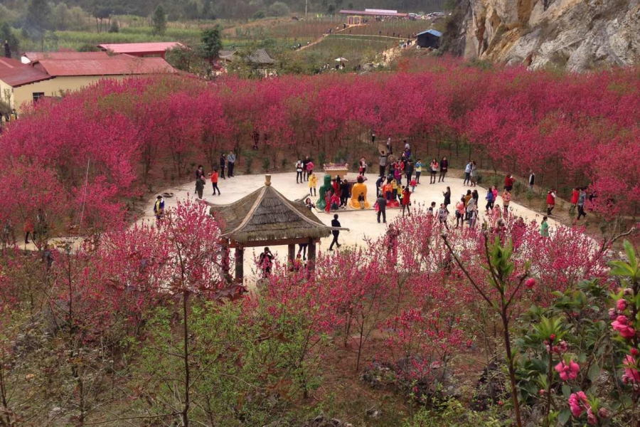 春节桃花谷桃花盛开，如果再有其它可玩的东西就更好了 - 靖西市·靖西网