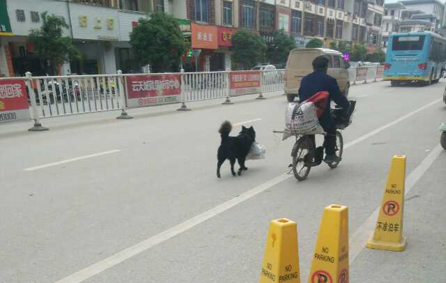 城中路现“好帮手”，画面也是醉了 - 靖西市·靖西网