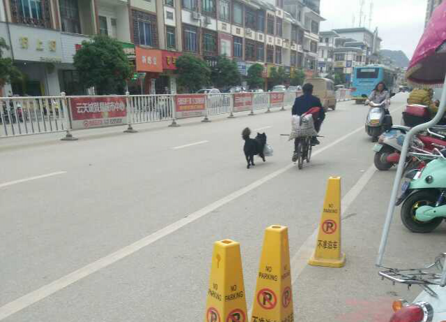 城中路现“好帮手”，画面也是醉了 - 靖西市·靖西网