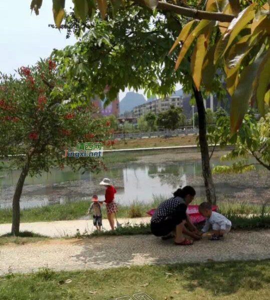 没想到龙潭湿地公园还能捞出这么大的鱼 - 靖西市·靖西网