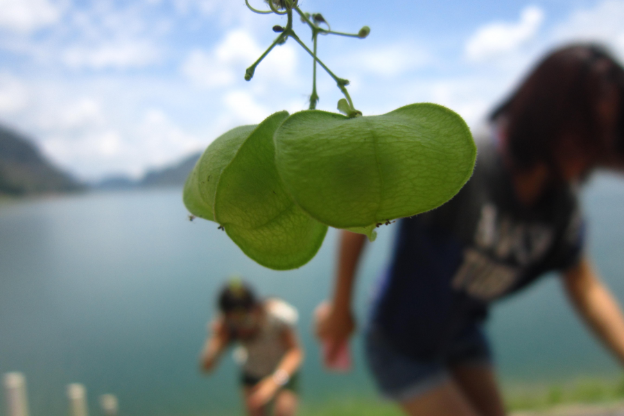 夏天要来了，你说渠洋湖这风景美吗 - 靖西市·靖西网