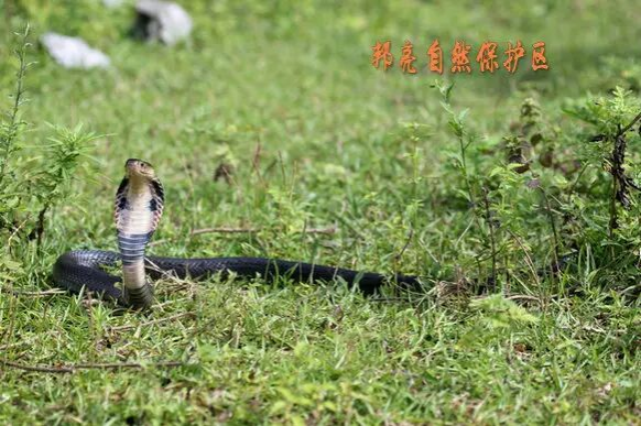 野生动植物的家园——邦亮自然保护区 - 靖西市·靖西网