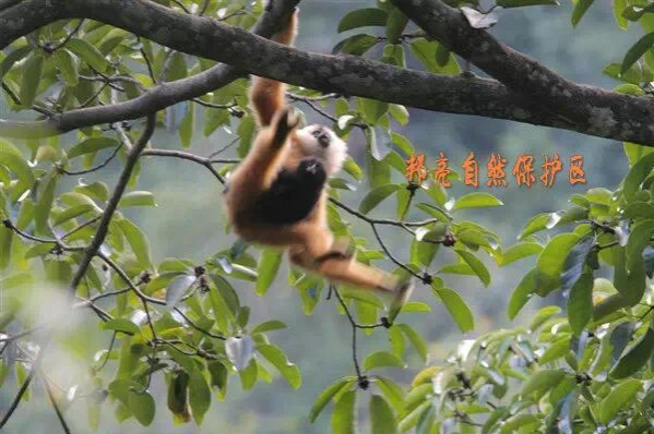 野生动植物的家园——邦亮自然保护区 - 靖西市·靖西网