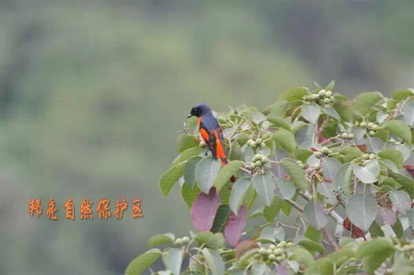 野生动植物的家园——邦亮自然保护区 - 靖西市·靖西网