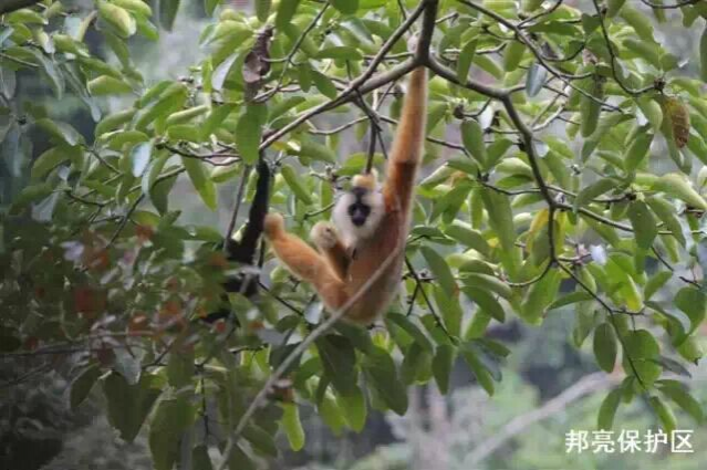 野生动植物的家园——邦亮自然保护区 - 靖西市·靖西网