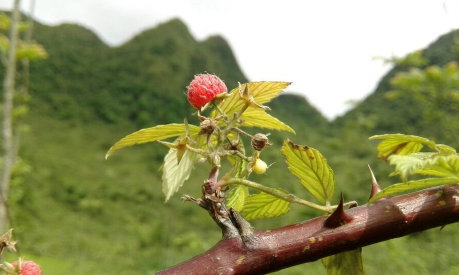 这个季节，你都吃过哪些野果？这种你吃过吗 - 靖西市·靖西网