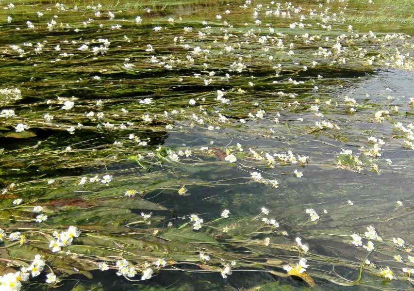 将来评选靖西市市花，海菜花是不是可以考虑一下？ - 靖西市·靖西网