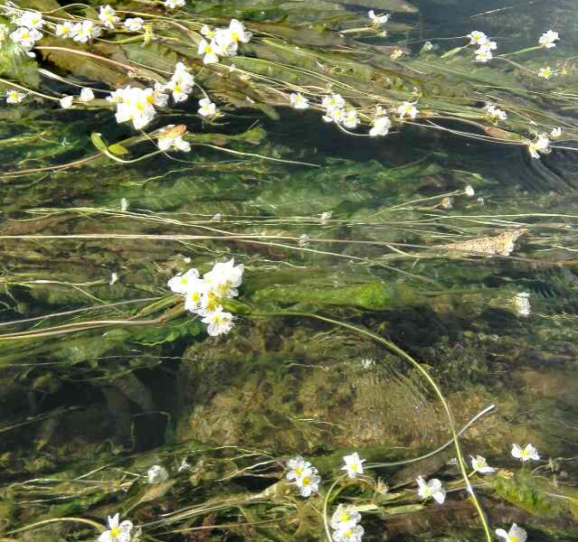 将来评选靖西市市花，海菜花是不是可以考虑一下？ - 靖西市·靖西网